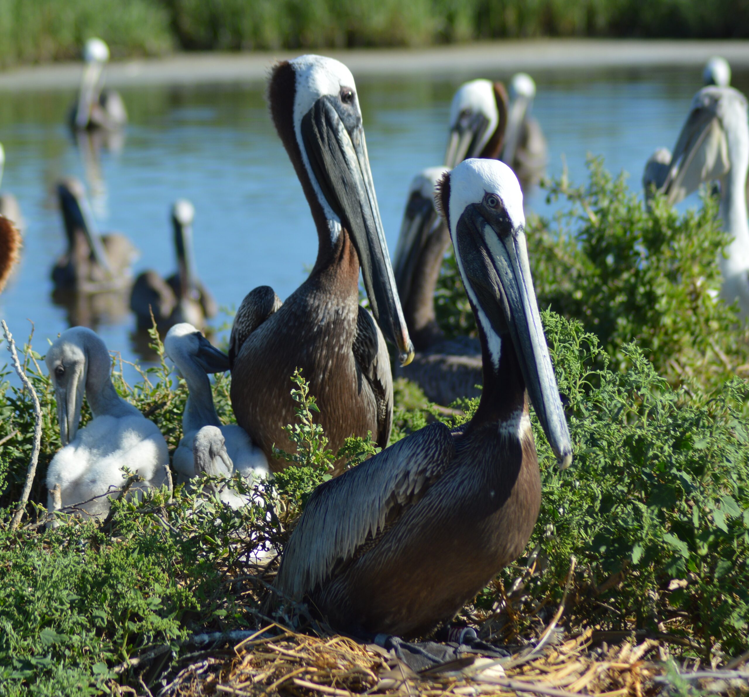 Louisiana Trustee Implementation Group Restoration Plan and Environmental Assessment #7: Restore Wetlands, Coastal, Nearshore Habitats and Birds